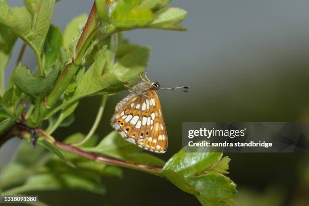 a rare duke of burgundy butterfly, hamearis lucina, perching on a hawthorn tree. - hamearis lucina stock pictures, royalty-free photos & images