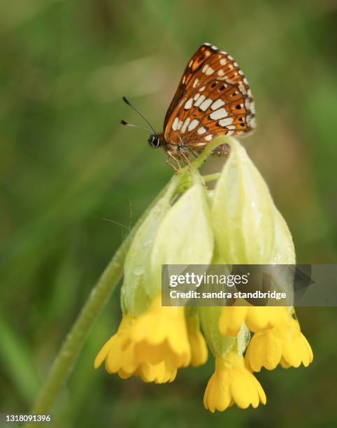 a rare duke of burgundy butterfly, hamearis lucina, perching on a cowslip flower. - hamearis lucina stock pictures, royalty-free photos & images