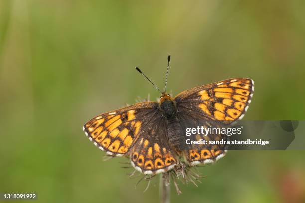 a rare duke of burgundy butterfly, hamearis lucina, perching on a plant with its wings open. - hamearis lucina stock pictures, royalty-free photos & images