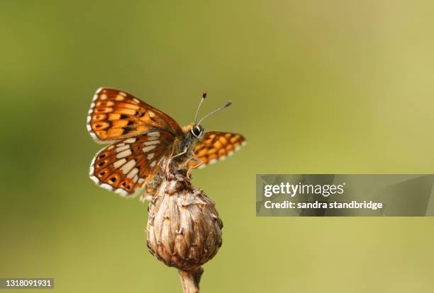 a rare duke of burgundy butterfly, hamearis lucina, perching on a plant. - endangered species stock pictures, royalty-free photos & images