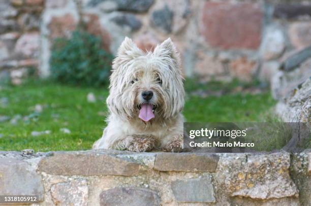 dirty and tired white dog - west highland white terrier stock pictures, royalty-free photos & images
