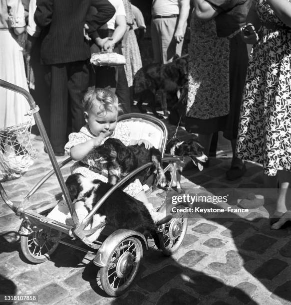 Chiots sur la poussette d'un bébé lors du marché aux chiens et chats de la rue Brancion à Paris, le 22 août 1949.