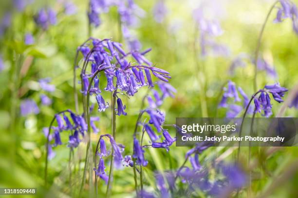 close-up image of beautiful spring flowering english bluebell flowers also known as hyacinthoides non-scripta - campainha família do lírio - fotografias e filmes do acervo