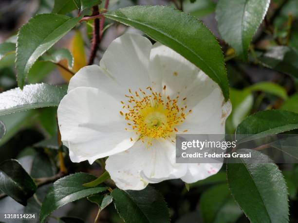 Mountain Roses Sas Mountain Roses Photos and Premium High Res Pictures - Getty Images
