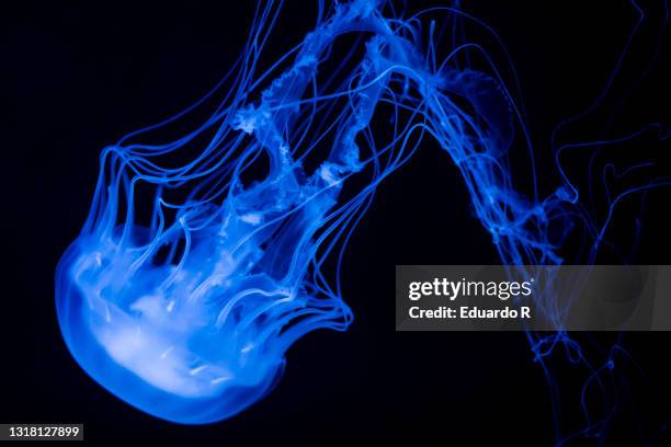 jellyfish with incredible fluorescent colors - chrysaora - fotografias e filmes do acervo