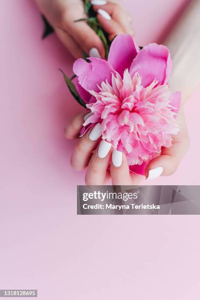 female hands with white manicure hold a peony. - beauty salon ukraine stock pictures, royalty-free photos & images