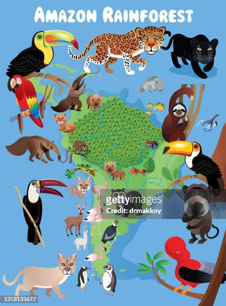ilustraciones, imágenes clip art, dibujos animados e iconos de stock de selva amazónica y animales - colombia