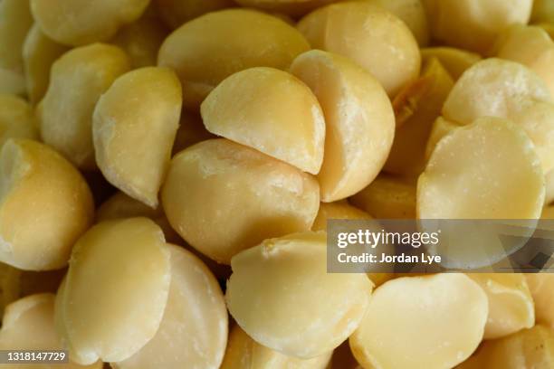 roasted macadamia - macadamia nut stock pictures, royalty-free photos & images