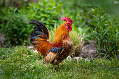 rooster, chicken on a green lawn in the garden, in nature, in the open air, in the field