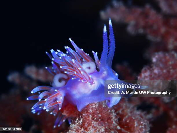 mediterranean nudibranch (flabellina affinis) - nudibranch stock pictures, royalty-free photos & images
