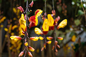 Tunberia beautiful perennial herbaceous climbing plants of Asia