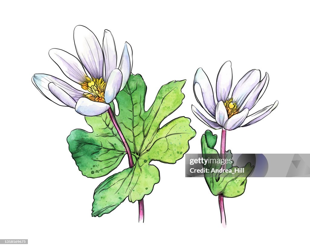 Sanguinaria canadensis or Bloodroot Flower Watercolor and Ink Vector Illustration