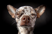 Dreamly face of merle chihuahua dog close-up wide angle lens portrait. Sweet nose, closed eyes. Dog emotions laziness, drowsiness, ignoring. Isolated on black background.