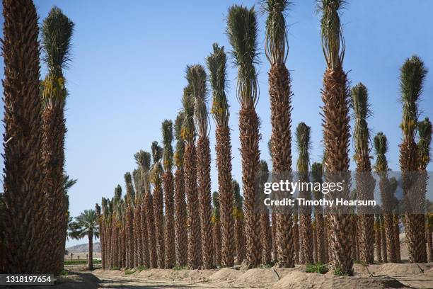 54 Rows Of Date Palms Stock Photos, High-Res Pictures, and Images ...