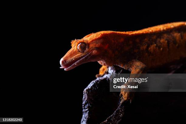 crested gecko på svart bakgrund - geckoödla bildbanksfoton och bilder