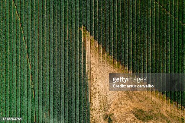 agricultural fields from above - corn field fotografías e imágenes de stock