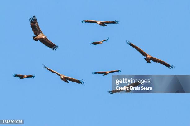 griffon vulture in flight. - scavenging stock pictures, royalty-free photos & images