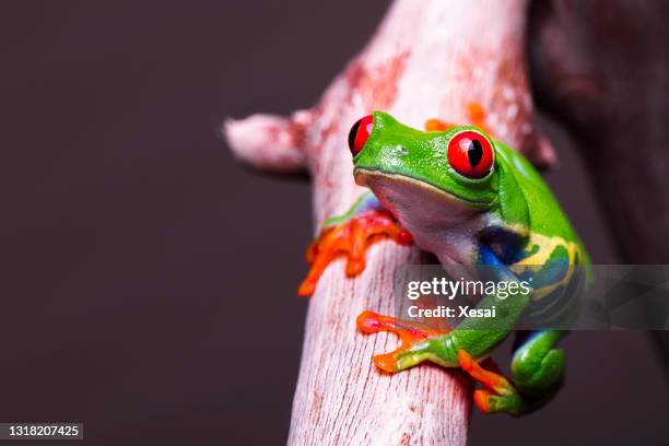 rana de árbol de ojos rojos - red poison dart frog fotografías e imágenes de stock