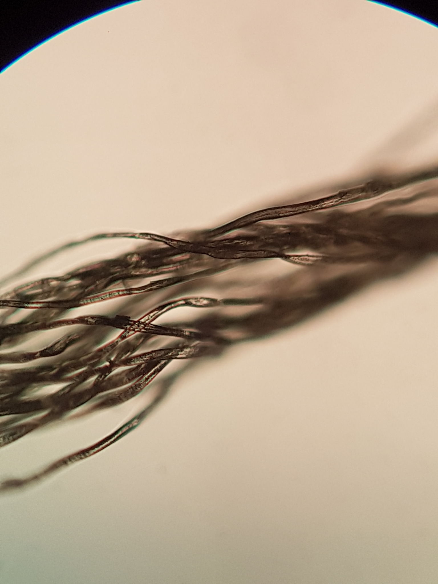strand test hair