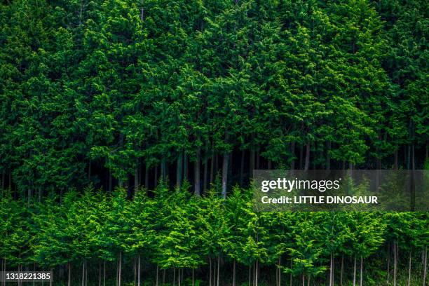 plantation of japanese cedar. nara japan - cryptomeria japonica stock pictures, royalty-free photos & images