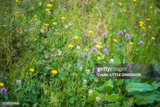 colorful wildflowers on the green hills. nara japan - witte klaver stockfoto's en -beelden