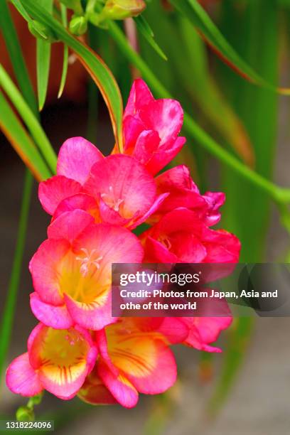 freesia flowers - freesia stock pictures, royalty-free photos & images