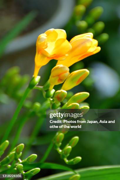 freesia flowers - freesia stock pictures, royalty-free photos & images