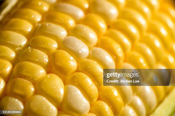 close-up of fresh corn - maiskolben stock-fotos und bilder