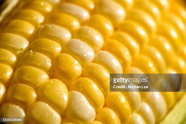 close-up of fresh corn - corn ストックフォトと画像