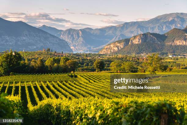 franciacorta - lombardia stockfoto's en -beelden