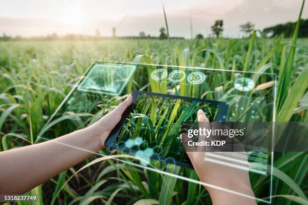female farm worker using digital tablet with virtual reality artificial intelligence (ai) for analyzing plant disease in sugarcane agriculture fields. technology smart farming and innovation agricultural concepts. - tuinbouw stockfoto's en -beelden