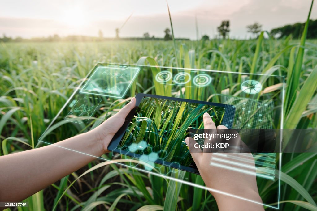 Female Farm Worker Using Digital Tablet With Virtual Reality Artificial Intelligence (AI) for Analyzing Plant Disease in Sugarcane Agriculture Fields. Technology Smart Farming and Innovation Agricultural Concepts.