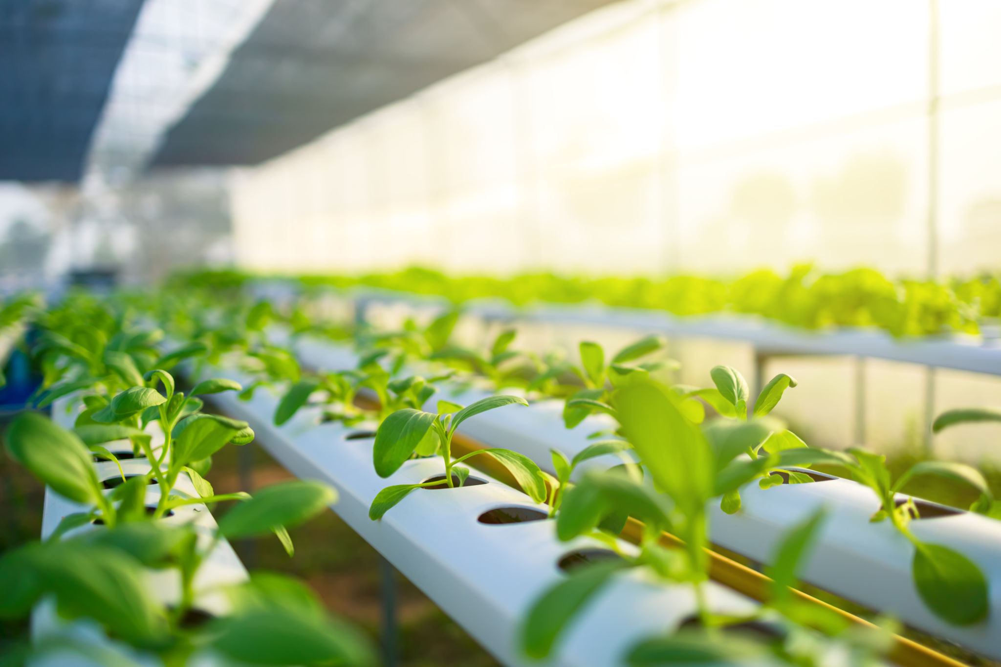 hydroponic farm