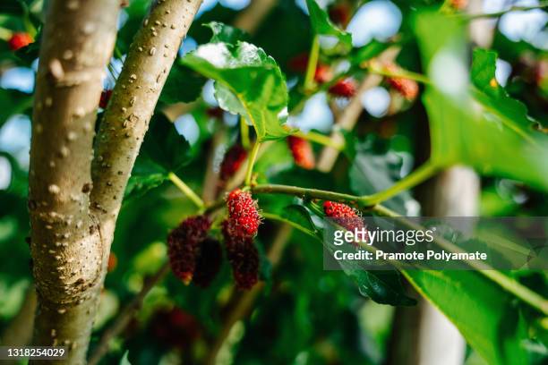 fresh mulberry, black ripe and red unripe mulberries on the branch of tree. healthy berry fruit. - mulberry bush foto e immagini stock
