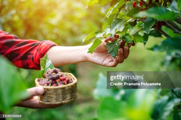 close up hand of agriculture or farmers harvest mulberry fruit in summertime at the fields. fresh mulberrys - mulberry fruit stock pictures, royalty-free photos & images