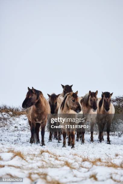 pferde im schnee - grautier pferdeartige stock-fotos und bilder