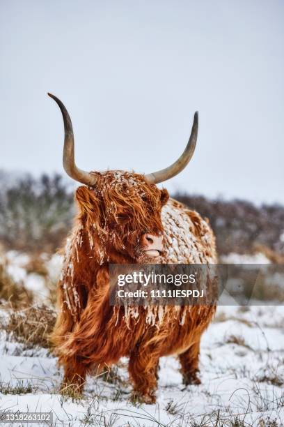 highlander in the snow - highlander cow stock pictures, royalty-free photos & images