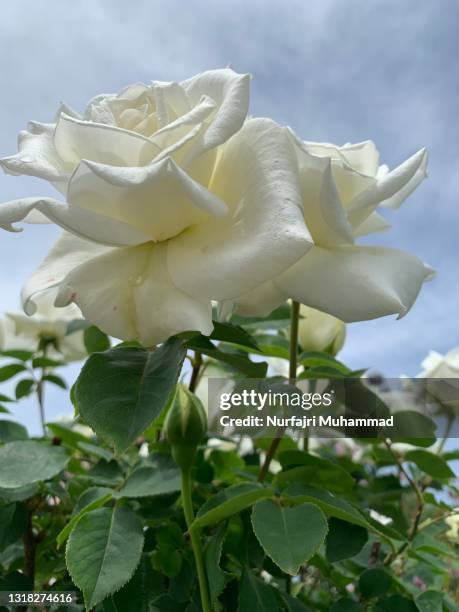 spring roses - white rose garden stock pictures, royalty-free photos & images