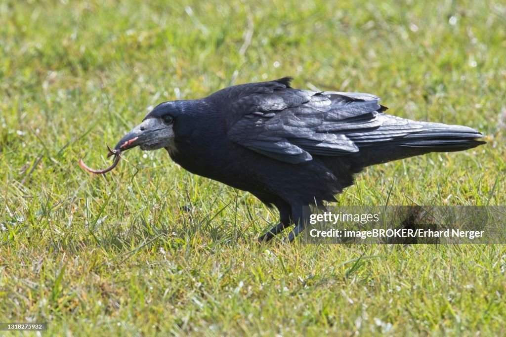 Rook (Corvus frugilegus), catches a worm, Lower Saxony, Germany