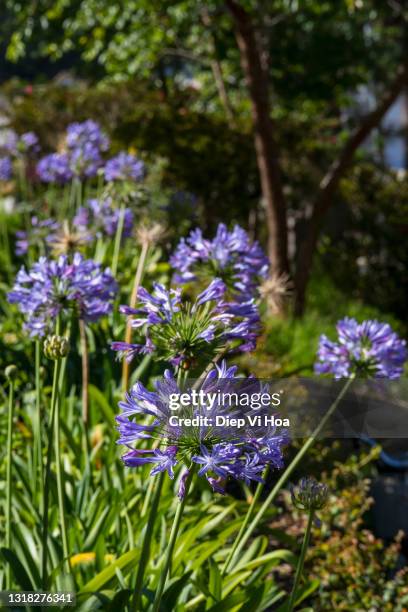 blue african lily (agapanthus flowers) - african lily fotografías e imágenes de stock