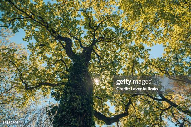 tall tree in the forest in warm sunlight. spring summer green forest trees. nature greenery wood sunlight backgrounds. ecology landscape, blue sky sunny trunk, dramatic old tree from low point of view - laubbaum stock-fotos und bilder