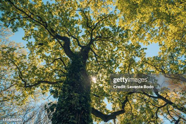 tall tree in the forest in warm sunlight. spring summer green forest trees. nature greenery wood sunlight backgrounds. ecology landscape, blue sky sunny trunk, dramatic old tree from low point of view - deciduous tree stock pictures, royalty-free photos & images