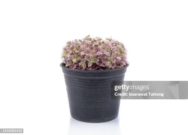 callisia repens 'pink lady' isolated on white background. - pink lady photos et images de collection