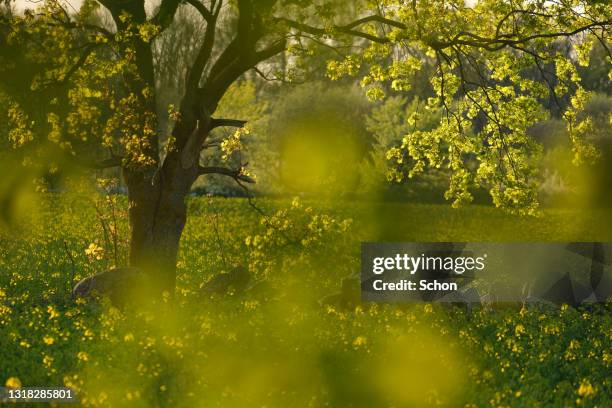 Rapre Tree 7,532 Rape Tree Stock Photos, High-Res Pictures, and Images - Getty Images