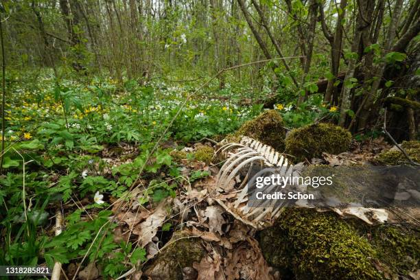 a skeleton of a dead animal in a deciduous forest in the spring - animal skeleton - fotografias e filmes do acervo