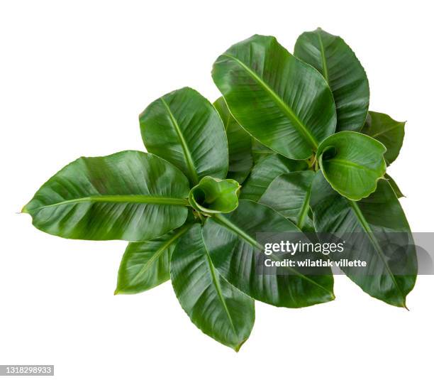 collection of banana leaf isolated on white background. - tropical deciduous forest stock pictures, royalty-free photos & images