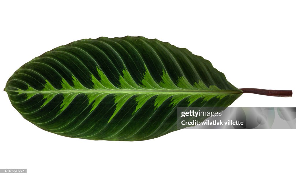 Green leaves are separated on the background.