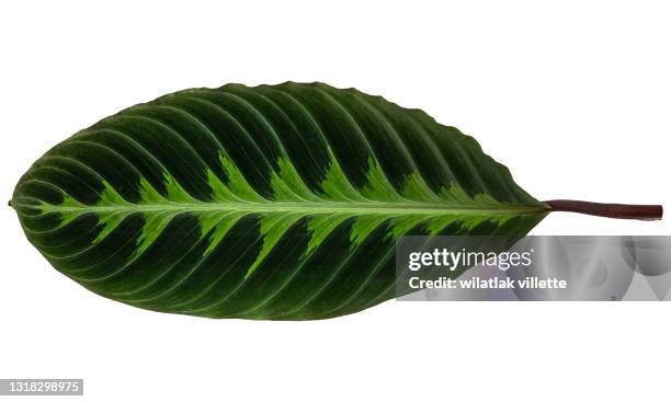 green leaves are separated on the background. - bent leaf stock pictures, royalty-free photos & images