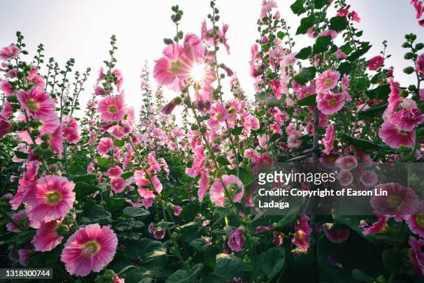 growing hollyhocks - hollyhock stock pictures, royalty-free photos & images
