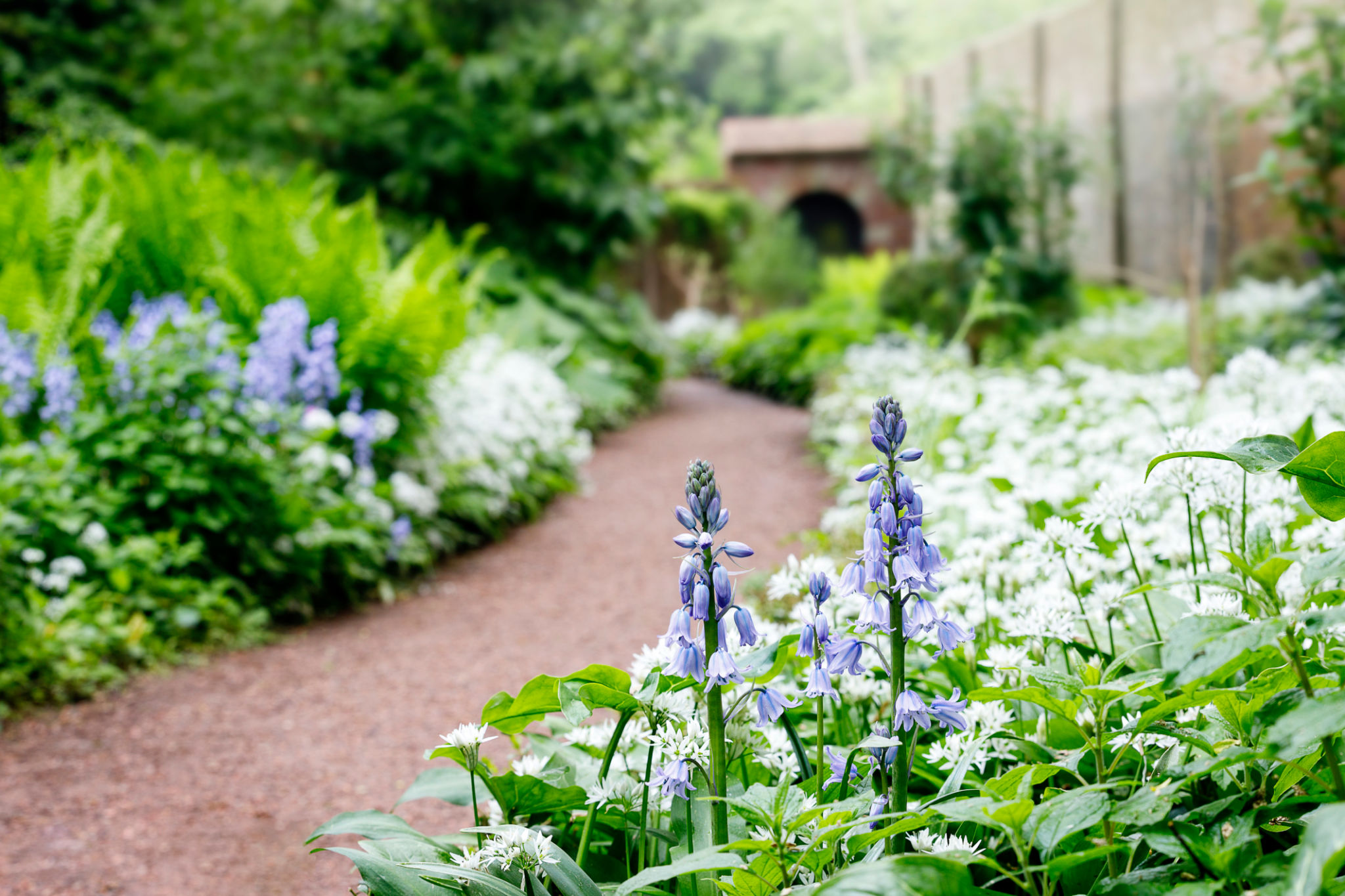 beautiful spring flowers in a garden, garden path leading to a gate, bluebells, wild garlic beautiful spring flowers in a garden, garden path leading to a gate, bluebells, wild garlic